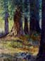 redwood tree